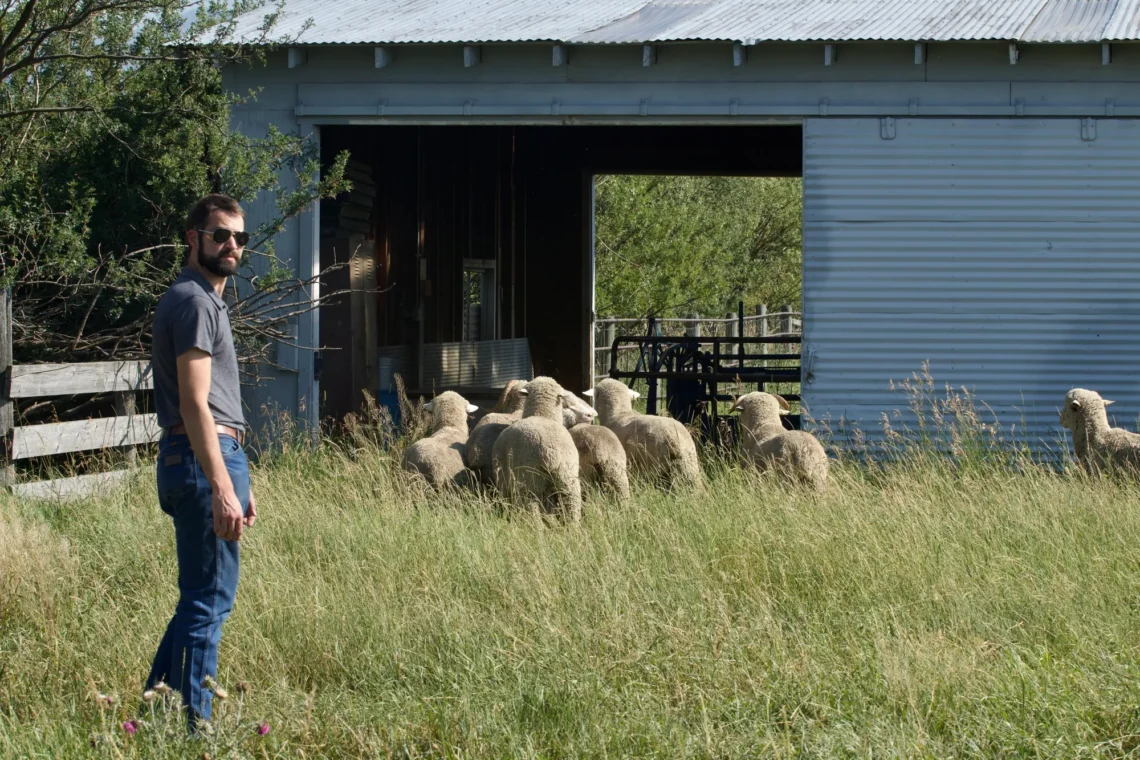 Man wearing a gray polo and sunglasses stands in tall grass near a weathered barn with a flock of sheep nearby.