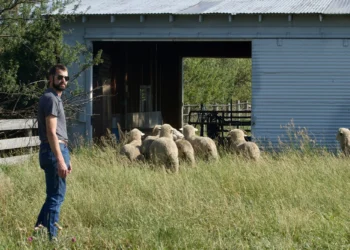 Man wearing a gray polo and sunglasses stands in tall grass near a weathered barn with a flock of sheep nearby.