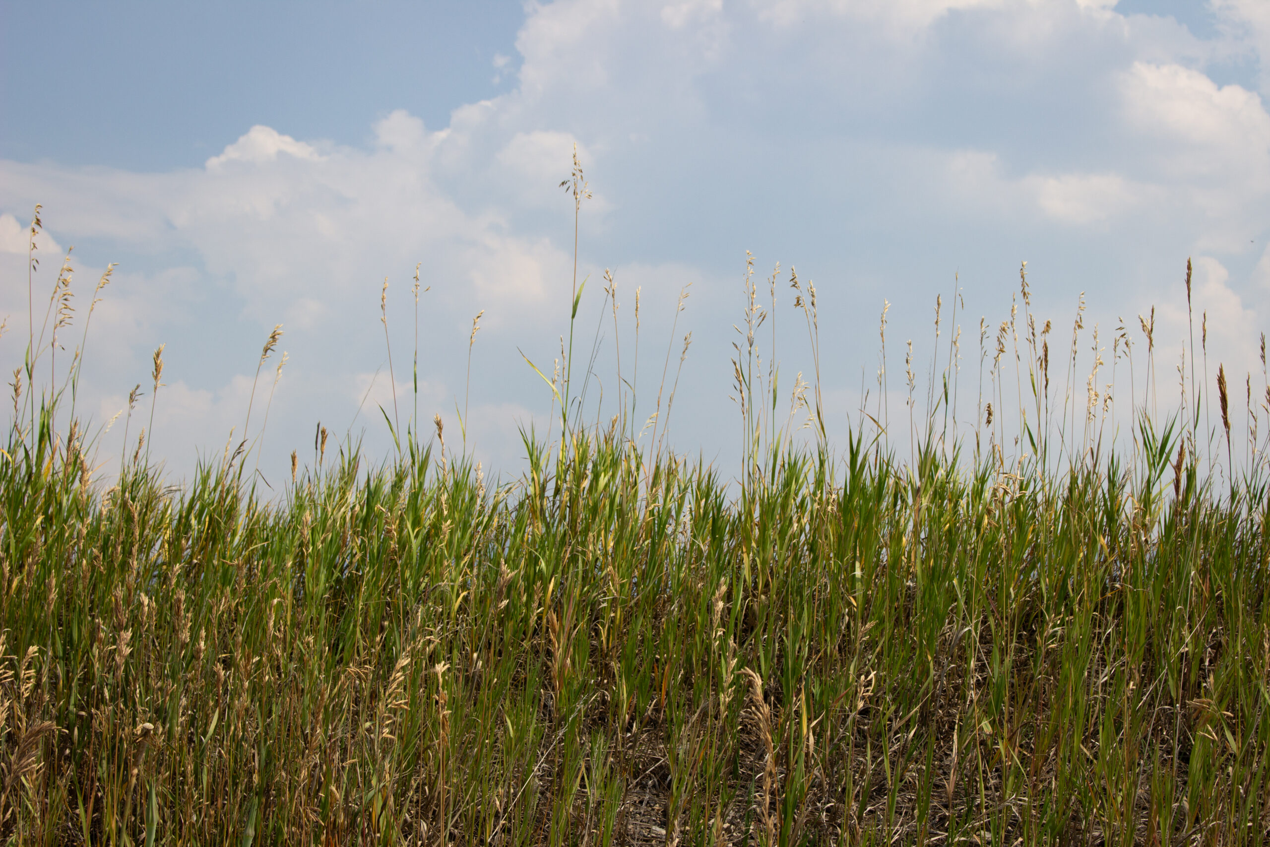 Field of tall grasses swaying under a clear blue sky with white clouds above the horizon.