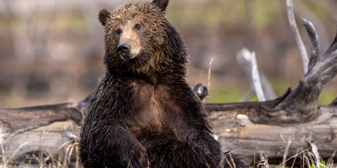 Young brown bear cub sitting among grass and fallen logs, looking toward the camera.