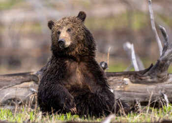 Young brown bear cub sitting among grass and fallen logs, looking toward the camera.