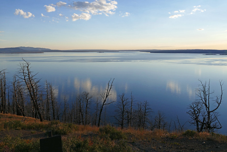 Dispatches from the Wild: Yellowstone’s hidden comeback story 
