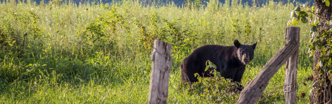 FWP warns of bad berry crop, bear conflicts