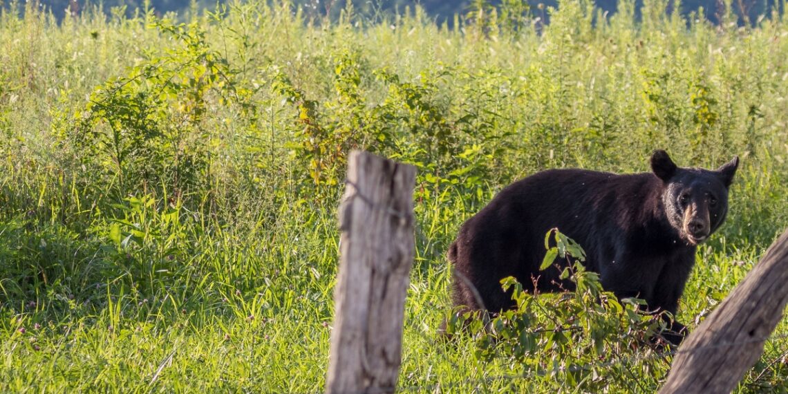 FWP warns of bad berry crop, bear conflicts 