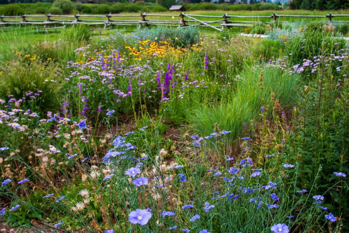 Colorful wildflowers in a meadow with a wooden split-rail fence in the background.