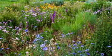 Colorful wildflowers in a meadow with a wooden split-rail fence in the background.