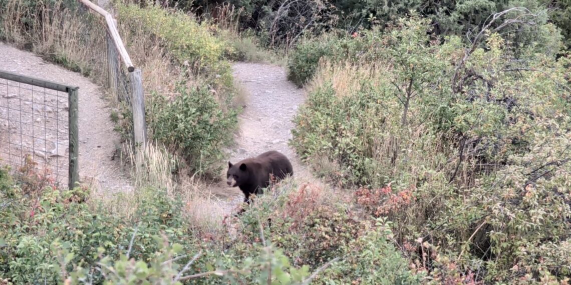 ‘A lot of calls about bears right now’ in Bozeman