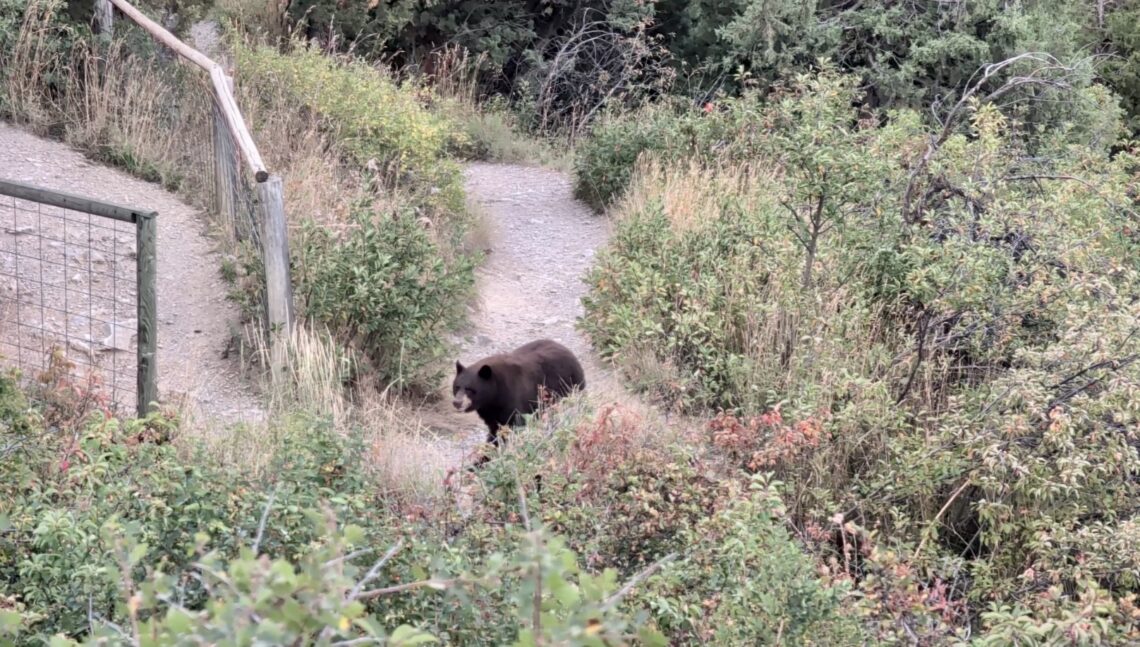 ‘A lot of calls about bears right now’ in Bozeman