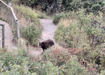 ‘A lot of calls about bears right now’ in Bozeman