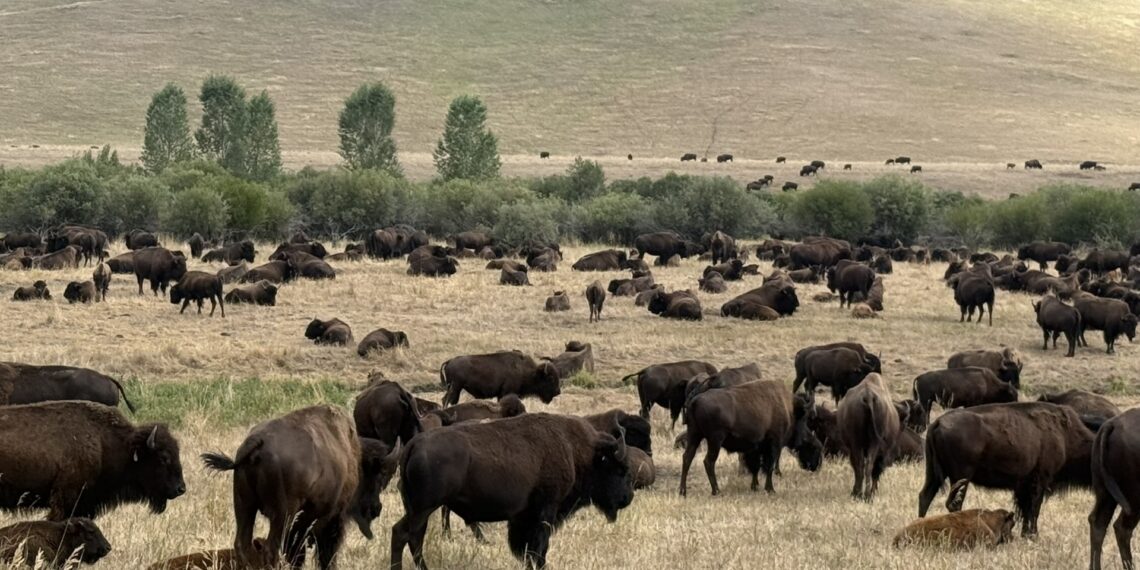 What makes Yellowstone unique is at risk