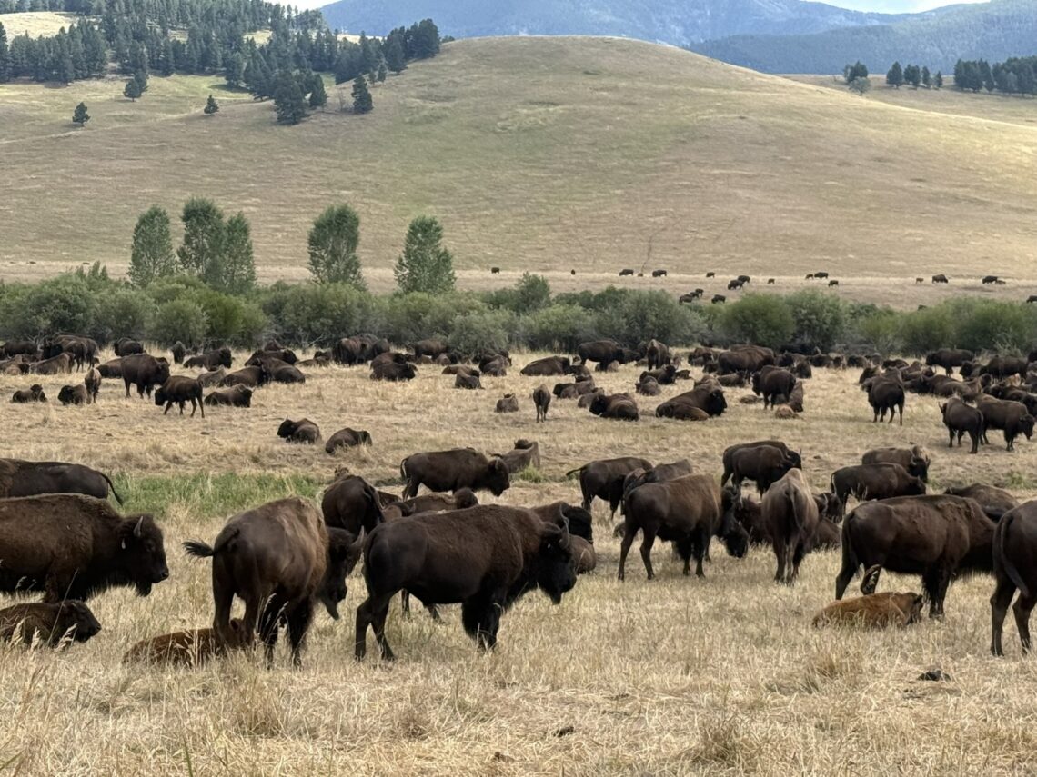 What makes Yellowstone unique is at risk