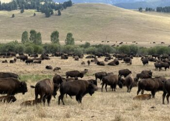 What makes Yellowstone unique is at risk