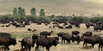 What makes Yellowstone unique is at risk