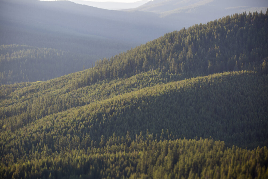 A guitar, a forest and a chance to change how we see old growth