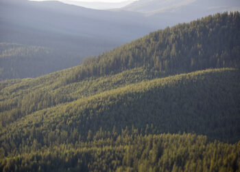 A guitar, a forest and a chance to change how we see old growth