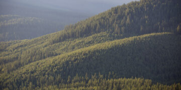 A guitar, a forest and a chance to change how we see old growth