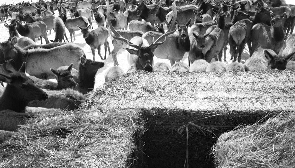 National Elk Refuge plan calls for feeding Jackson Hole elk, even if CWD transmission skyrockets