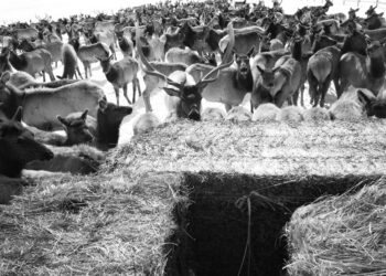 National Elk Refuge plan calls for feeding Jackson Hole elk, even if CWD transmission skyrockets