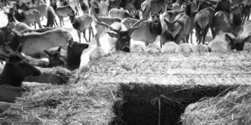 National Elk Refuge plan calls for feeding Jackson Hole elk, even if CWD transmission skyrockets