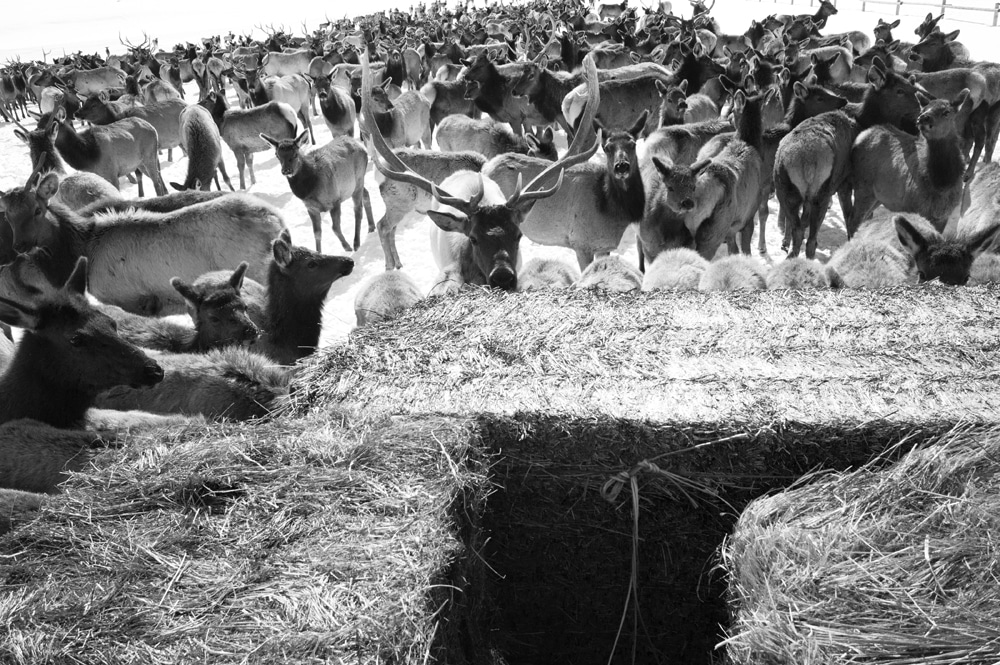 National Elk Refuge plan calls for feeding Jackson Hole elk, even if CWD transmission skyrockets