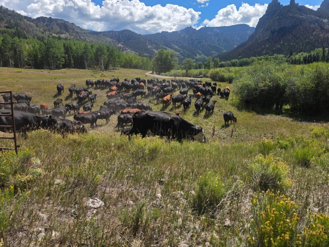 Contain a wildfire? Call in the cows