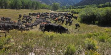 Contain a wildfire? Call in the cows