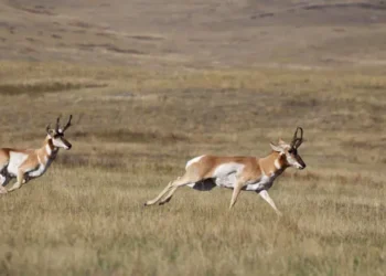 Hot fall triggers disease outbreak in some Montana big-game herds