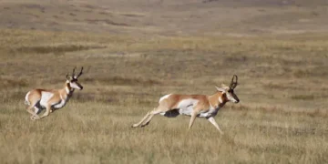 Hot fall triggers disease outbreak in some Montana big-game herds