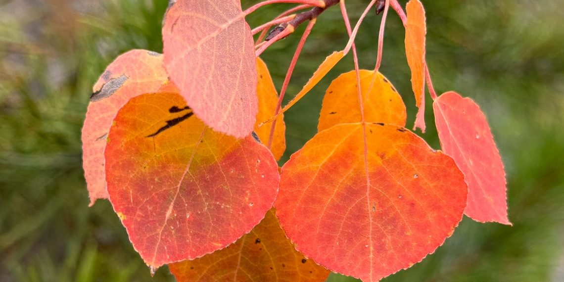 Thriving Landscapes: The remarkable life of an aspen