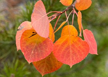 Thriving Landscapes: The remarkable life of an aspen